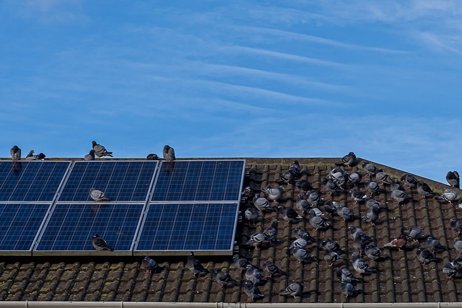 Humane Tips for Solar Panel Pigeon Protection